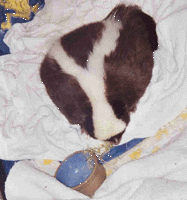 Overweight skunk