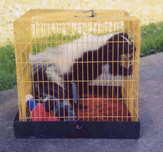 Skunk in a small bird cage