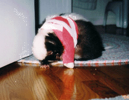 Skunk chewing on cast