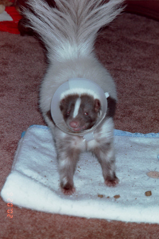 Photo of a skunk in an E-collar