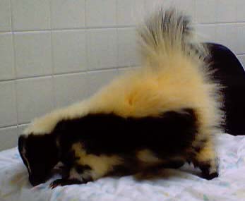 Before, note yellow fur