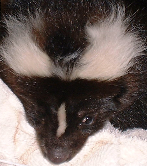 Skunk Eye