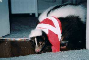 Skunk with broken leg in cast