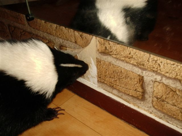 Skunk pulling wall-covering