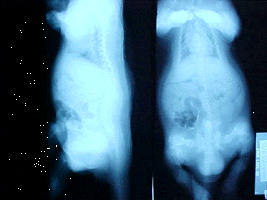 X-ray showing poor bone density