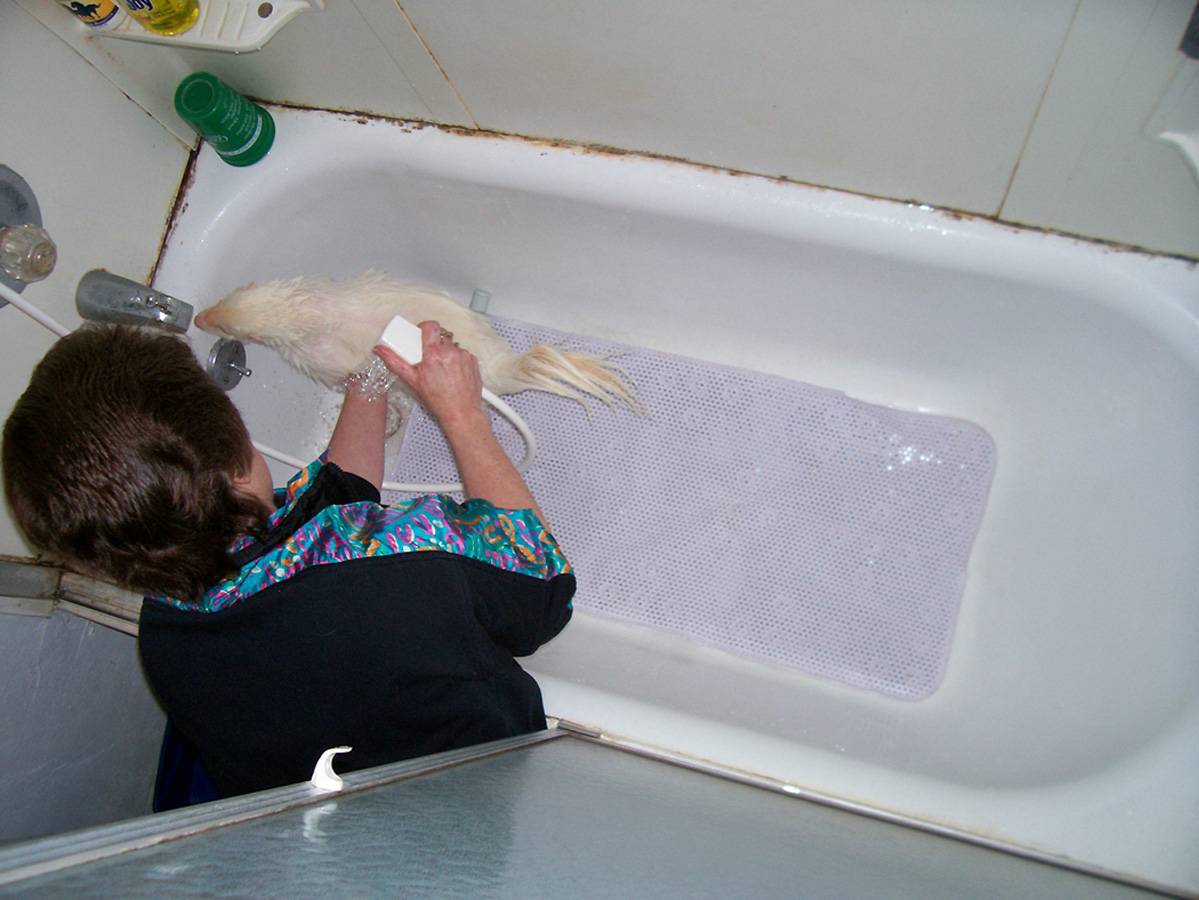 Bathing a skunk