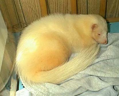 Skunk fur is discolored from poor diet