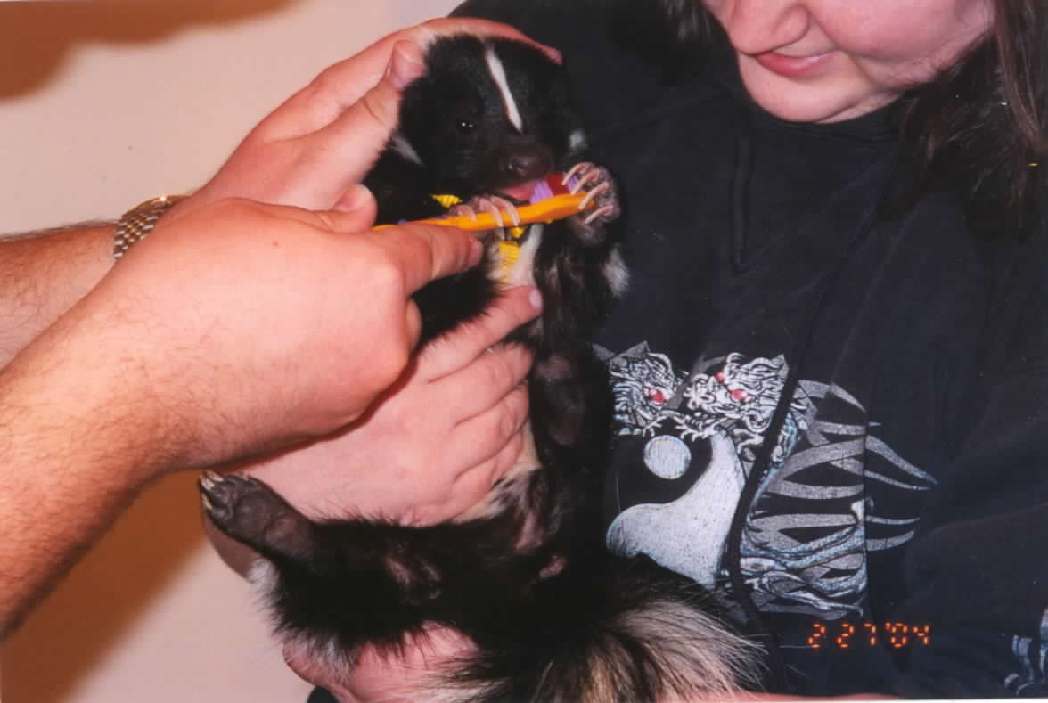 Brushing a skunk's teeth.