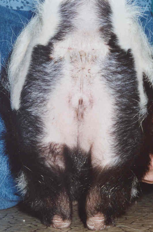 After removal of the drain and treament