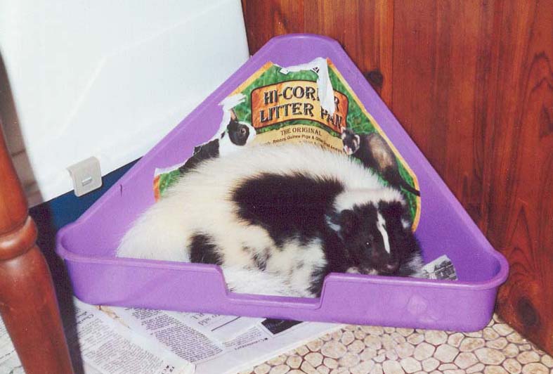 Skunk sleeping in litter pan