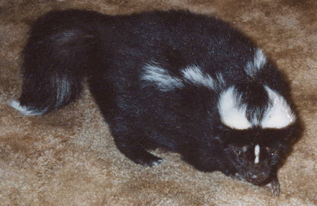 Striped skunk, falling star pattern