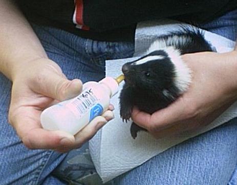 Feeding baby skunk