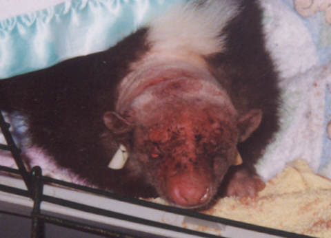 Face showing bite wounds after one day