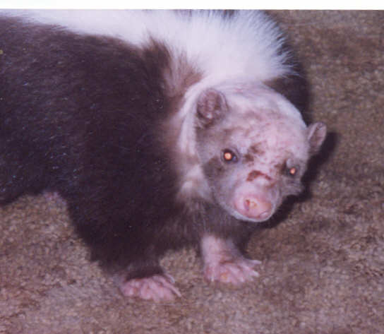 Most of the cuts have healed after three weeks