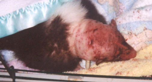 Head and neck showing bite wounds and a drain installed