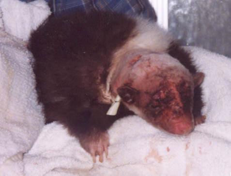 Face, swelling is down after three days