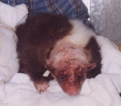 Face, stitches over eye and on nose