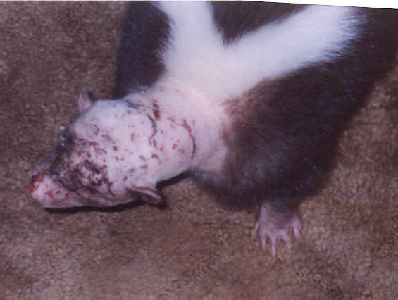 Drain tube removed, healing well