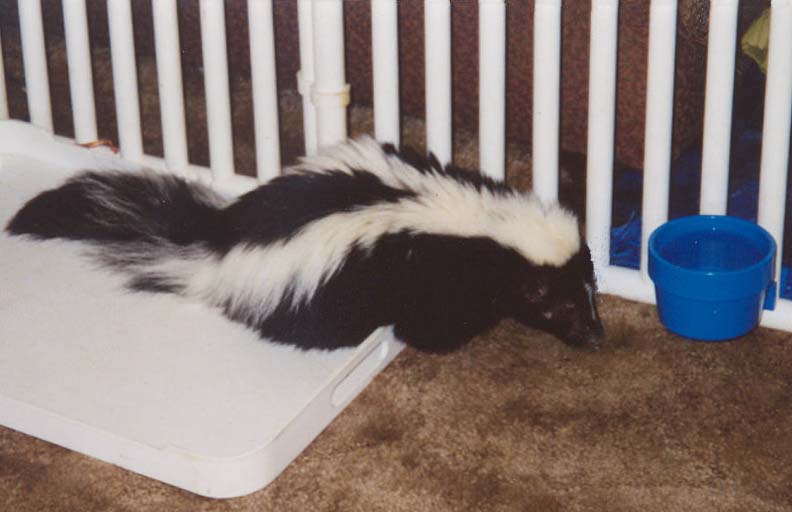 Malnurished skunk