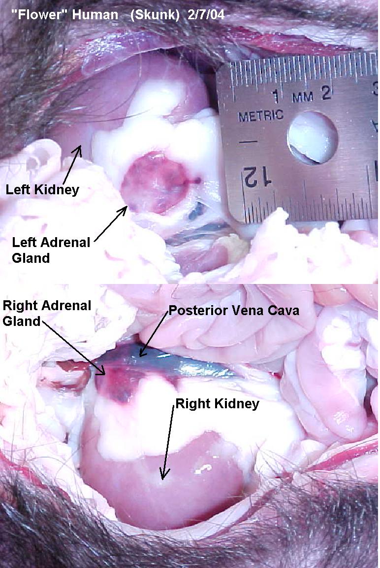 Composite image of a skunk's kidneys and adrenal glands