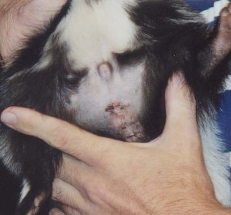 Male skunk neutered, surgical glue used to secure outer skin