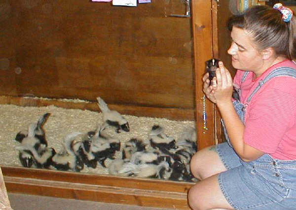 A cage of six-week old skunks