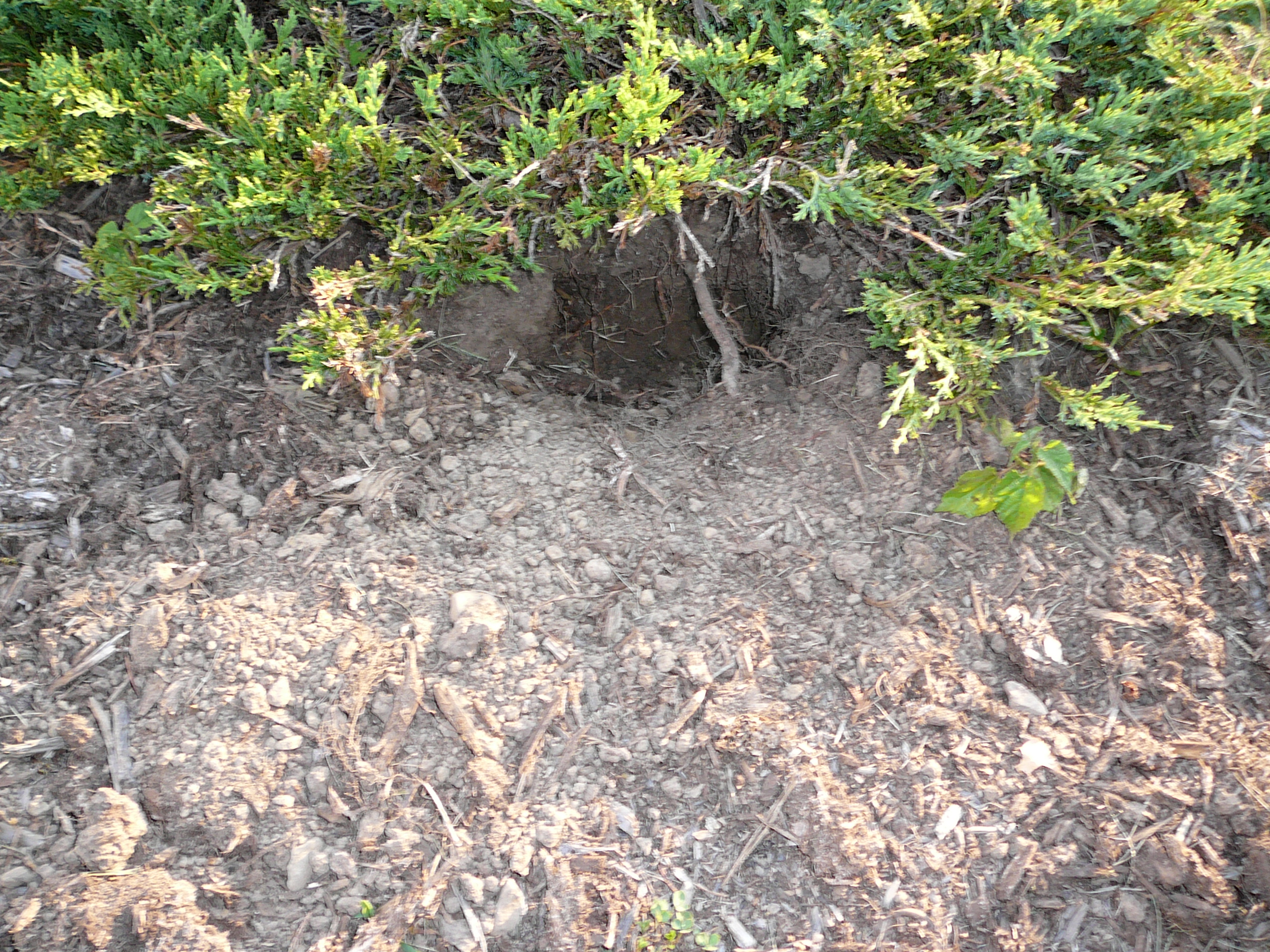 Hole dug by skunk