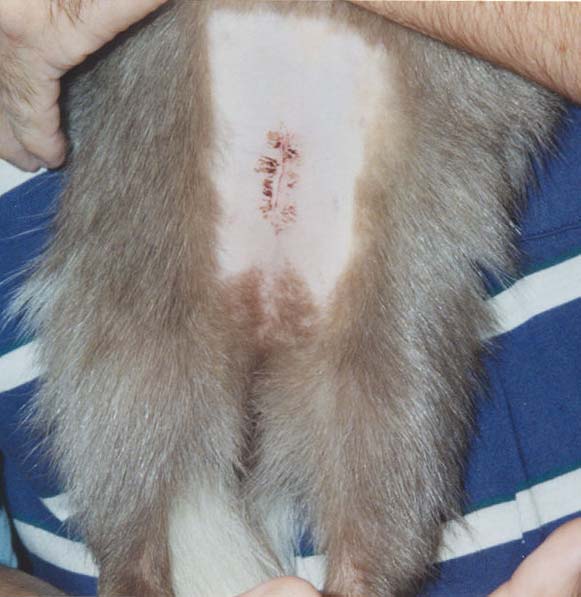 Female skunk spayed, surgical glue used to secure outer skin