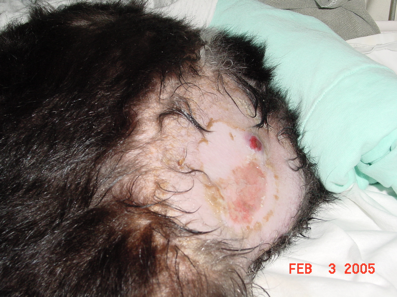 Staph infection on a skunk