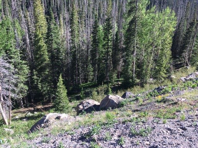 Trees Trees