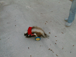 Skunk using a custom walking cart.