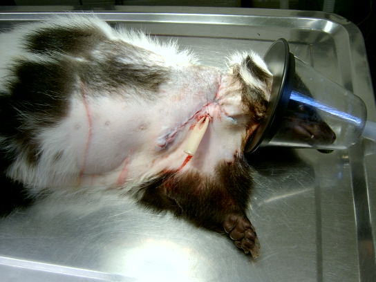 Skunk after surgery to remove leg