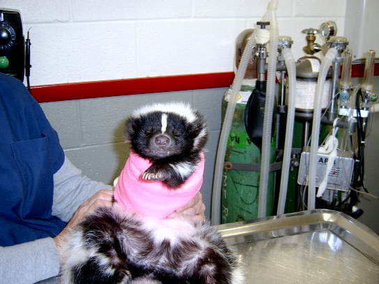 Skunk bandaged after leg removed