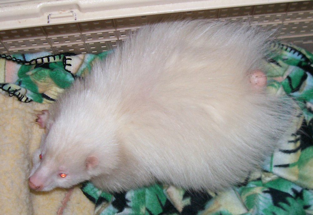 Sweet Pea