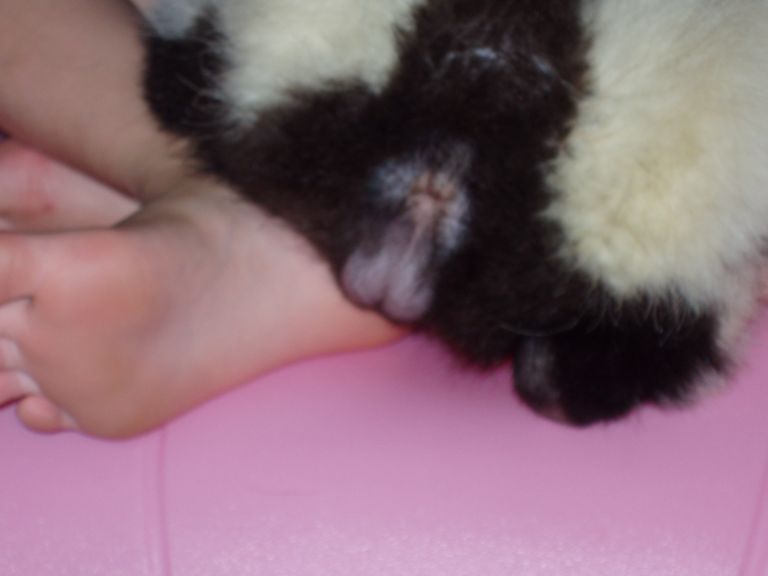 Photo of young male skunk showing testicles