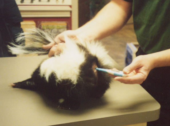 Inserting thermometer