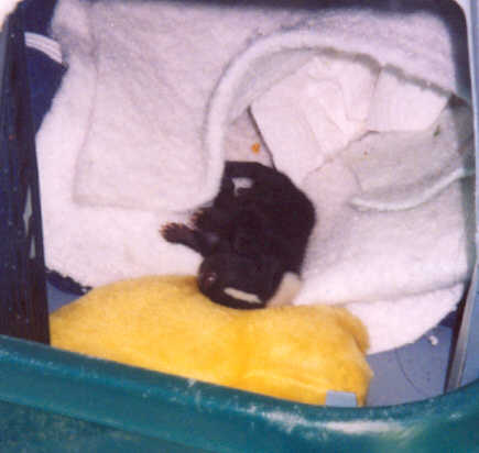Two week old skunk kit
