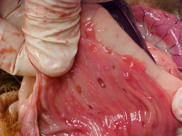 Dark areas indicate ulcers