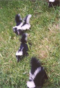 Wild skunk kits
