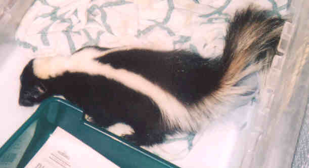 Yearling skunk before worming