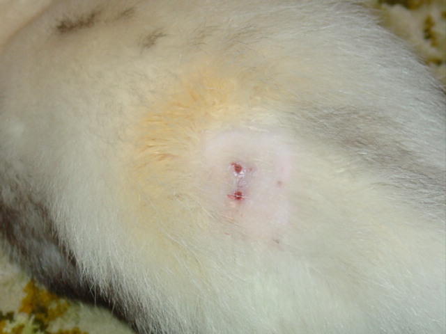Wound cleaning